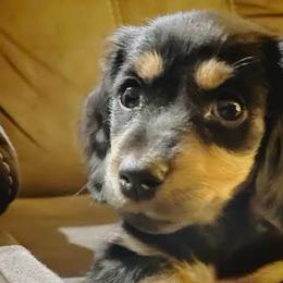 Dachshunds from Willies Weinies