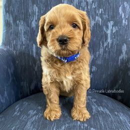 Australian Labradoodle Puppies from Pinnacle Labradoodles