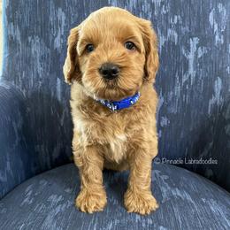 Australian Labradoodle Puppies from Pinnacle Labradoodles