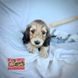 Sushi - Sable male Dachshund puppy in Meadville, Pennsylvania from Four Seasons Dachshunds