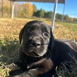 Orange - Black female Labrador Retriever puppy in Middleton, New Hampshire from Tag Hollow