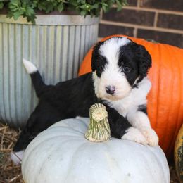 Aussiedoodles, Bernedoodles, and Poodles from Miller's Doodles