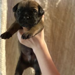 Light green - Fawn male Cane Corso puppy in Opelousas, Louisiana from Azelees Cane Corso