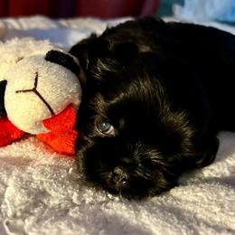 Abby - Black and white female Shih Tzu puppy in Victorville, California from Precioustzus