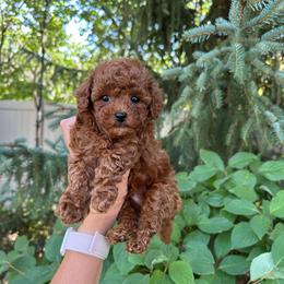 Ronny - Red male Cavapoo puppy in Pleasant Grove, Utah from Destination Doodles