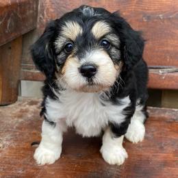 Red - Black tri-color female Aussiedoodle puppy in Spring Hill, Tennessee from Duke's Mini & Toy Australian Shepherds & Aussiedoodles