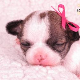 Chihuahua Puppies from BonBon Chihuahuas