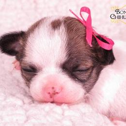Chihuahua Puppies from BonBon Chihuahuas