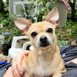 Alleria - Chihuahua