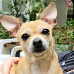 Alleria - Chihuahua