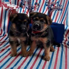 German Shepherd Puppies from Semper Fi K9 Montana