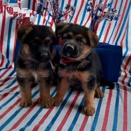 German Shepherd Puppies from Semper Fi K9 Montana