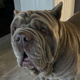 Leone - Neapolitan Mastiff