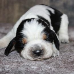 Clover - Tri-Roan female English Springer Spaniel puppy in Winchester, Kentucky from Hidden Springs Farm