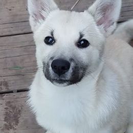 Norwegian Buhunds from BlackRose Norwegian Buhunds
