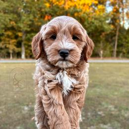 Petite Male - Boone - Apricot male Goldendoodle puppy in Madisonville, Kentucky from Carlie and Co. Goldendoodles