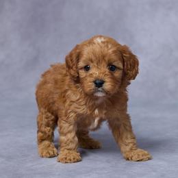 Ben - Red male Cavapoo puppy in Apple Creek, Ohio from Grandeur Valley Puppies