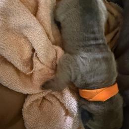 Orange collar - Fawn female Chinese Shar-Pei puppy in Elkin, North Carolina from Martini Shar-Pei