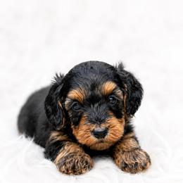 Praline - Phantom female Goldendoodle puppy in Ranger, Georgia from Muscadine Meadows Poodles and Doodles
