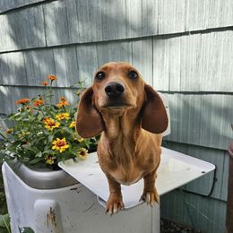 Callie - Dachshund