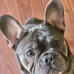 French Bulldog All Grown Up from Jessie's Frenchies