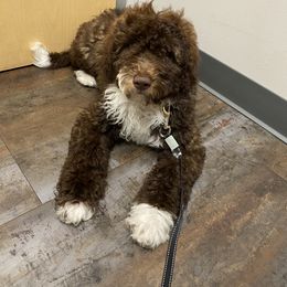 Goldendoodle Puppies from Labradoodleday