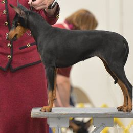 Black and Tan Coonhounds and Manchester Terriers from Jazzman Black and Tans