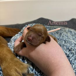 Artemis - Dark golden female Golden Retriever puppy in Jacksonville, Florida from River City Goldens