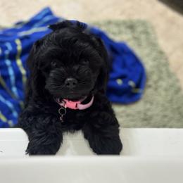 Cavapoo and Cockapoo Puppies from The Barkery