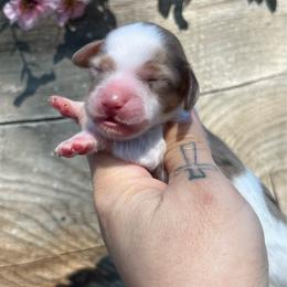 Tulip - Dapple female Dachshund puppy in Payette, Idaho from NT Mini Doxies