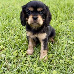 BOO - Black and tan Cavalier King Charles Spaniel puppy in Awendaw, South Carolina from Just A Little Cavalier