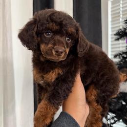 Sirius - Phantom male Poodle puppy in Lathrop, California from Stellar Poodles