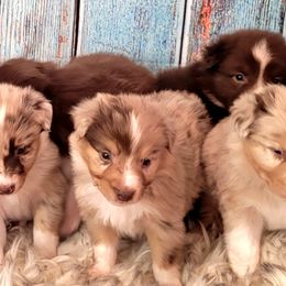 Australian Shepherd Puppies from Winsome Aussies