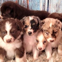 Australian Shepherd Puppies from Winsome Aussies