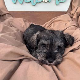 Sweet pea - Salt and pepper male Miniature Schnauzer puppy in Smyrna, Tennessee from Moore's Miniature Schnauzers