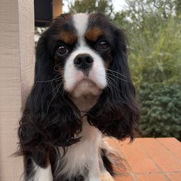 Nina - Cavalier King Charles Spaniel