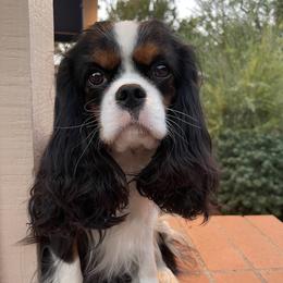 Nina - Cavalier King Charles Spaniel