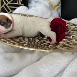 Light Pick - White female Boxer puppy in Denver, Colorado from Yuni’s AKC Boxers
