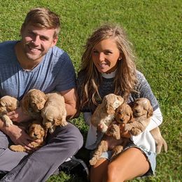Goldendoodle and Poodle Puppies from Gorgeous Goldendoodles