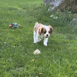 Cavalier King Charles Spaniel Puppies from Rum Runner Cavaliers