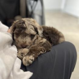 Aussiedoodle and Poodle Puppies from Diamond M Poodles and Doodles