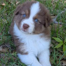 Hugs - red tri female - Red tri-color female Australian Shepherd puppy in Texas from Wray Aussies