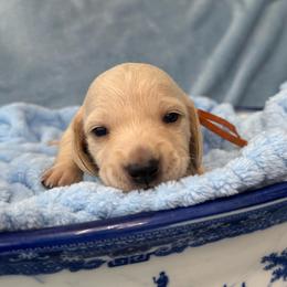 Van Gogh - Cream male Dachshund puppy in Memphis, Tennessee from River City Doxies