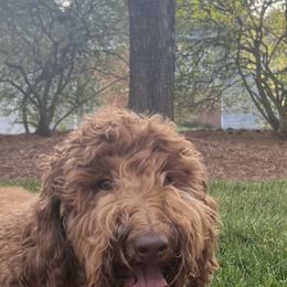 Goldendoodle All Grown Up from Doodlesbyhoney