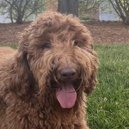 Goldendoodle All Grown Up from Doodlesbyhoney
