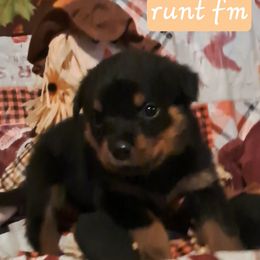 Girl 2 - Black and mahogany female Rottweiler puppy in De Witt, Iowa from Irish Eyes Kennels