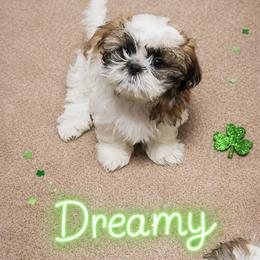 Dreamy - Tricolor female Shih Tzu puppy in Pacheco, California from Wonderful world of shih tzu's