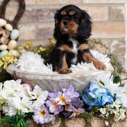 Beefcake - Black and tan male Cavalier King Charles Spaniel puppy in Grand Prairie, Texas from Westchester Cavaliers
