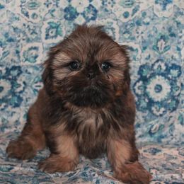 Shih Tzu Puppies from Gypsy Breeze Kennels