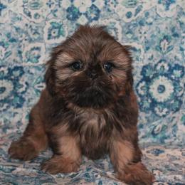 Shih Tzu Puppies from Gypsy Breeze Kennels